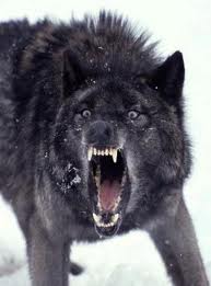 wolf