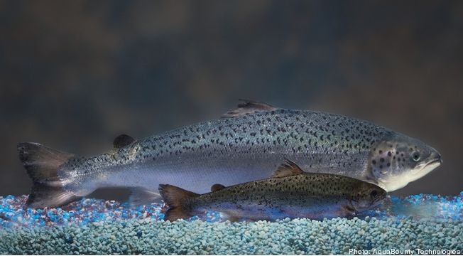 AquAdvantage salmon vs. regular Atlantic salmon