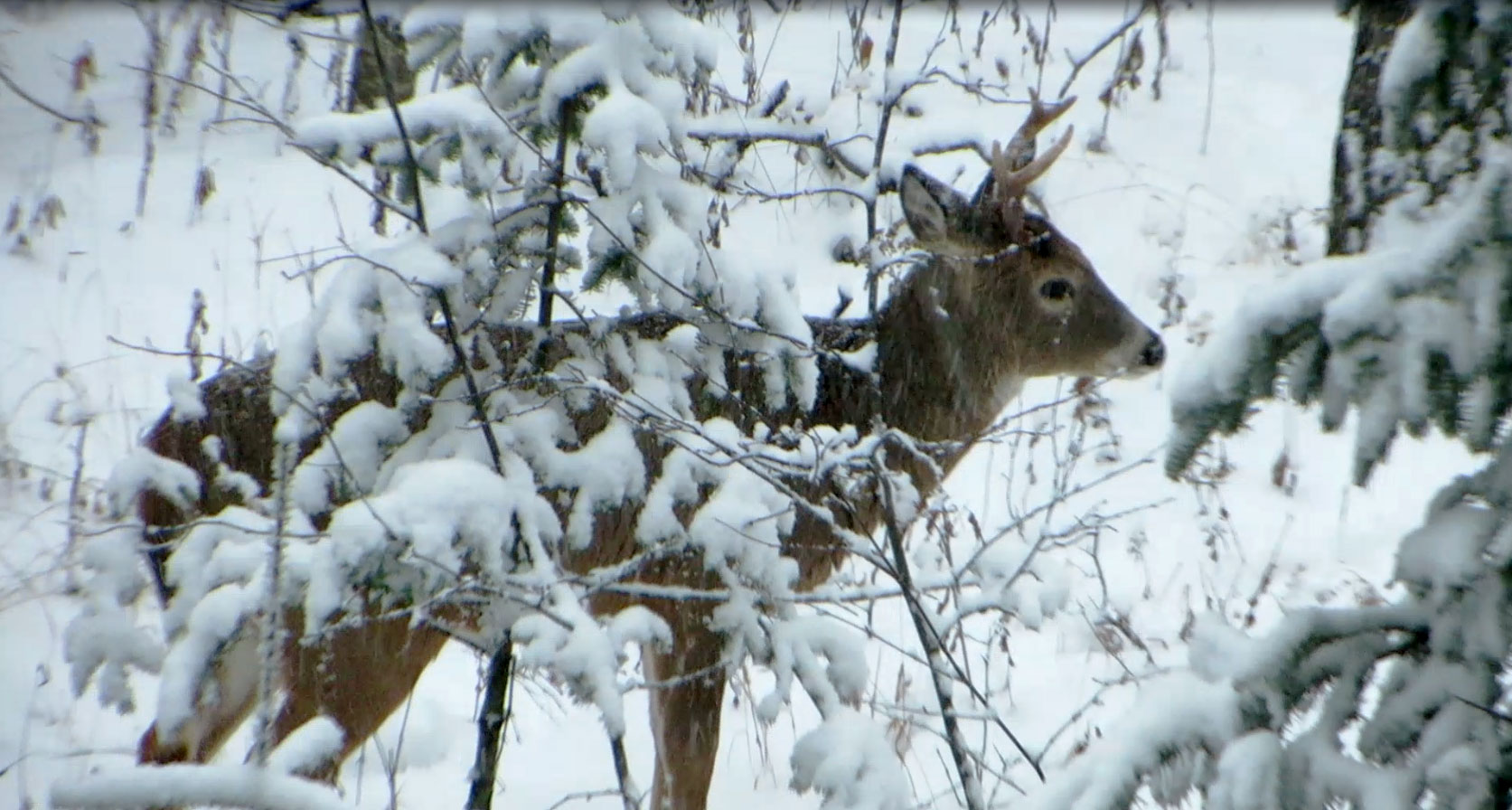 Deer move at the onset of snow storms Big Kype