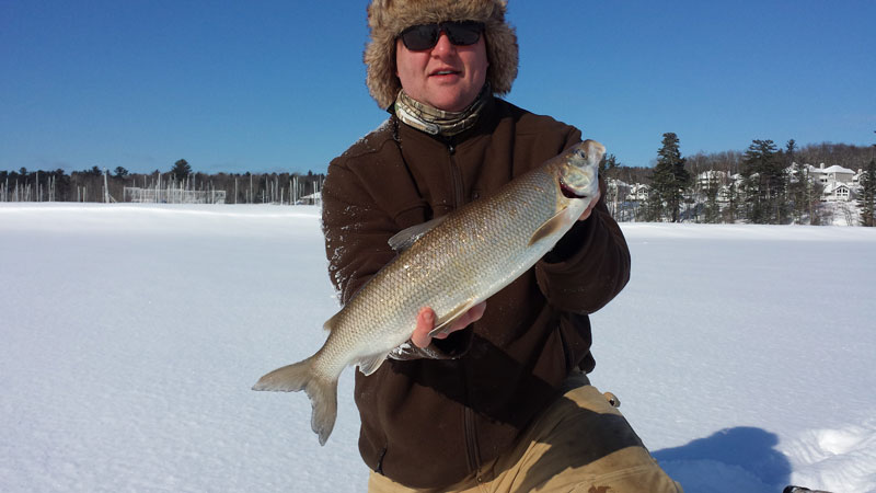 lake superior whitefish