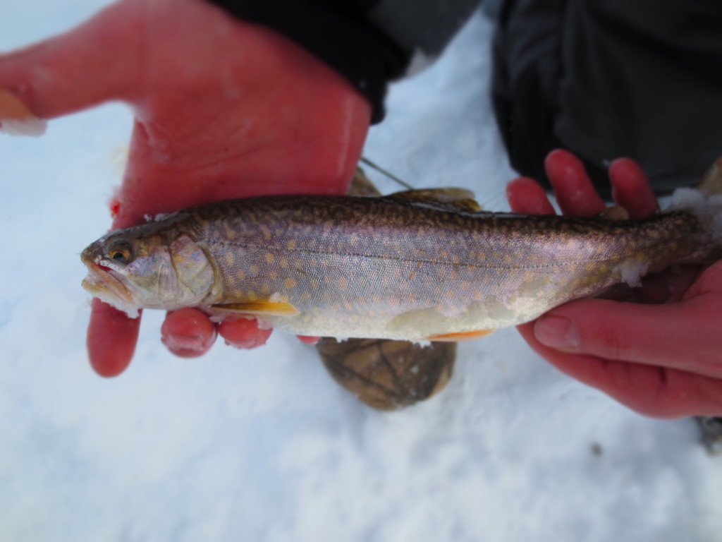 ice fishing lake superior splake