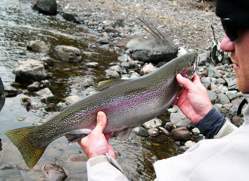 The Stocked Rainbow Trout in Minnesota Waters of Lake Superior Big Kype