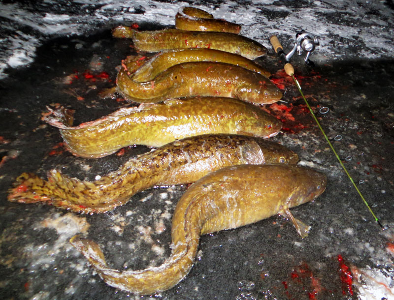 Eelpout Fun Big Kype